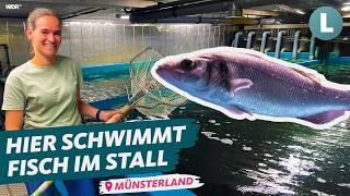 Salzwasserfische made in NRW Landwirtin setzt auf Fischzucht im MünsterlandLokalzeit LandSchafft [upl. by Doownyl]