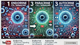 Endocrine paracrine  autocrine signaling [upl. by Niabi]