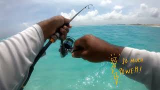 Bone fish Hunt at Maldives [upl. by Pollard]