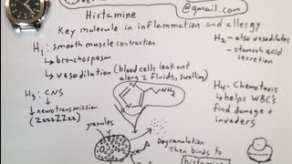 Histamine Master Molecule in Allergy  One Minute Medical School [upl. by Cordier656]