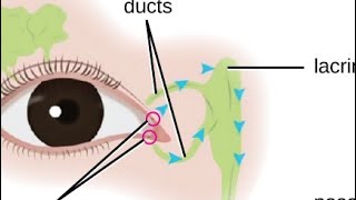 MNEMONIC  Causes of Excessive Lacrimation [upl. by Candide]