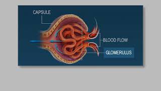 Components of BLOOD PLASMA vs HEMATORCIT How the KIDNEYS can regulate BLOOD PRESSURE [upl. by Eward]