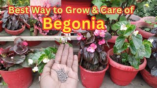 Complete Information About Begonia Plant  How To Grow And Propagate Begonia Cutting  begonia [upl. by Blake]