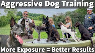 Aggressive Dog Training  More Exposure Training Volume Equals Better Results [upl. by Reo]