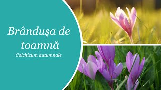 Brandusa de toamna  Colchicum autumnale [upl. by Gambrill]