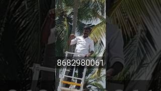 Coconut tree climbing lift [upl. by Olivero]