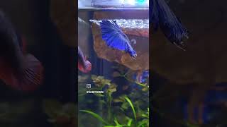 bettafish bettafishbreeding betta thebettafarmja thebettafarm [upl. by Templa994]