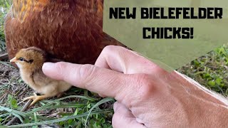 New Bielefelder Chicks [upl. by Everett]