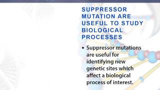 suppressor mutation [upl. by Sherard]