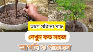 ডাল থেকে সজিনা গাছের চারাএক বার দেখুন আপনি ও পারবেন। [upl. by Iahc801]