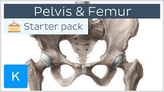 Pelvis Hip bone and Femur  Human Anatomy  Kenhub [upl. by Homer386]