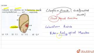 Coleoptile and coleorhiza are the protective sheats covering labelled partandrespectively [upl. by Kashden343]