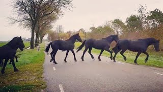 You will never believe how we bring in these amazing Friesian horses [upl. by Blythe]