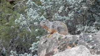 Rock Squirrel Alarm Call  Fascinating Wildlife Behavior [upl. by Hnoj]