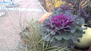 Brassica oleracea  Ornamental Kale [upl. by Cordelia]