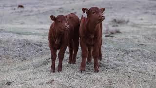 Calving Season at the Triangle Ranch in Ekalaka MT [upl. by Krasner777]