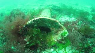 Diving the Isles of Scilly 2014 [upl. by Durgy]