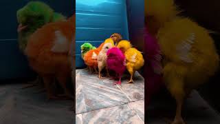 Rainbow chicken chicks colorful chicks Cute hen baby 🐣 murgi k bachhe shorts [upl. by Hamish]