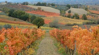 UMBRIA  FOLIAGE  COLORI AUTUNNALI  LE VIGNE  Full HD [upl. by Nilecoj268]