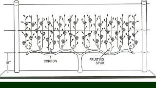 The 4Arm KniffinTraining System for Grapevines  Grape Video 15 [upl. by Anahgem]