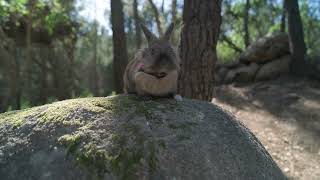 Secretos del conejo Descubre sus hábitos y curiosidadesmp4 [upl. by Anemij]