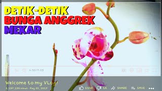 GAK BERKEDIP LIHAT VIDEO INIDetikdetik Bunga Anggrek Phalaenopsis Mekar VIDEO TIMELAPSE 4K [upl. by Berners]