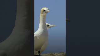 northern gannet morus bassanus [upl. by Ellehcan]