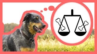 Votre chien estil un animal moral   feat Noké amp Cie [upl. by Dnalevets312]