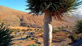 Betancuria Fuertaventura od nie turystycznej strony [upl. by Norbie]