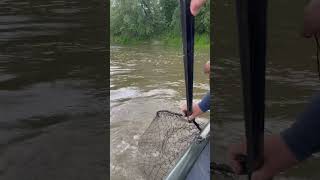 Big flathead vertical trotline catch amp release PART 1￼fyp catfishfishing flatheadcatfish fish [upl. by Langston]