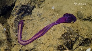 Meet the unsung climate heroes in the deep sea Acorn worms [upl. by Gnus]