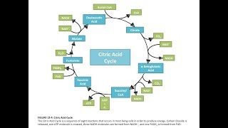 Krebs Cycle  Botany Tamil [upl. by Killigrew]