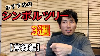 管理が楽でおしゃれな【シンボルツリー】おすすめの3選とは【常緑編】成長の遅い植木もご紹介。外構工事の情報 [upl. by Wivestad]