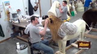 Taxidermy Time Lapse  Lion [upl. by Jeannette]