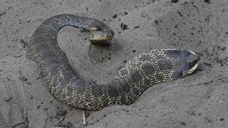 Eastern hognose snake threat display [upl. by Acnairb]