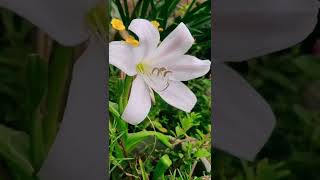 Crinum Lily🌼 [upl. by Bobbi]