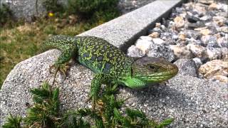 Lagarto ocelado Timon lepidus en Noia Lacerta lepida Eyed Wall Lizard [upl. by Urata]