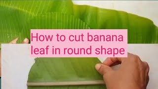 How to cut banana leaf in round shapebanana leaf plets [upl. by Eislehc]