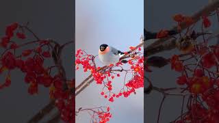 Bullfinch birds nature animals cute shorts [upl. by Leraj264]