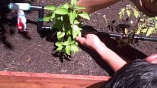 Part 7 of 7 How to Build a Raised Bed Garden Drip Emitter Install and Final Testing [upl. by Aurie]