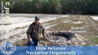 How to Grow Nectarine Organically Sunred Part1 of 2 [upl. by Ortrude277]