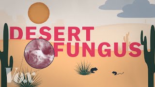 A desert fungus that infects humans is spreading [upl. by Mellisa141]