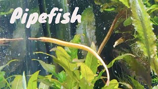 Freshwater Pipefish [upl. by Preiser]