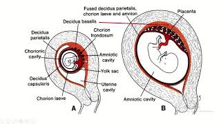 Decidua Differentiation A Comprehensive Guide to Basalis Capsularis and Parietalis [upl. by Rehpinnej]