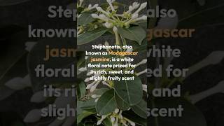 Romantic amp Floral Essence of Stephanotis Fragrance Breakdown StephanotisFragrance WhiteFlorals [upl. by Inobe]