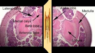 The Remarkable Brain of the Bee [upl. by Schick12]