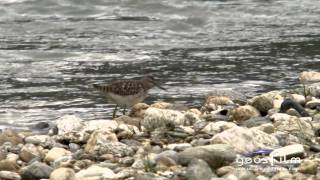 Auenlandschaften in Südtirol  geosfilm HD [upl. by Eissed760]