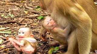 OMG leave Luno cry but hold Jenifer only smart to train tiny in bush [upl. by Susannah]