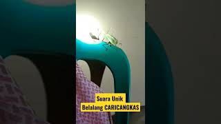 SUARA UNIK BELALANG CARICANGKAS [upl. by Ranilopa]