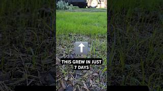 We have germination 7 days exactly lawncare overseeding ryegrass lawnrehab lawncarepro [upl. by Mahmoud]